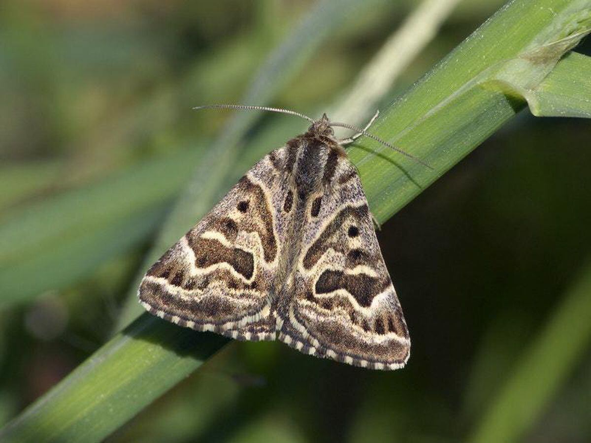 Common Clothes Moth  Butterfly Conservation