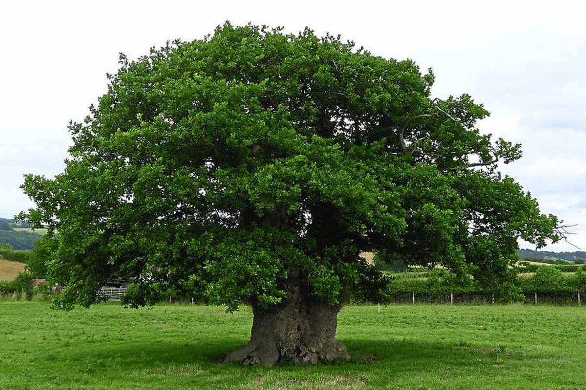 planned-newtown-bypass-bent-to-save-ancient-oak-tree-shropshire-star