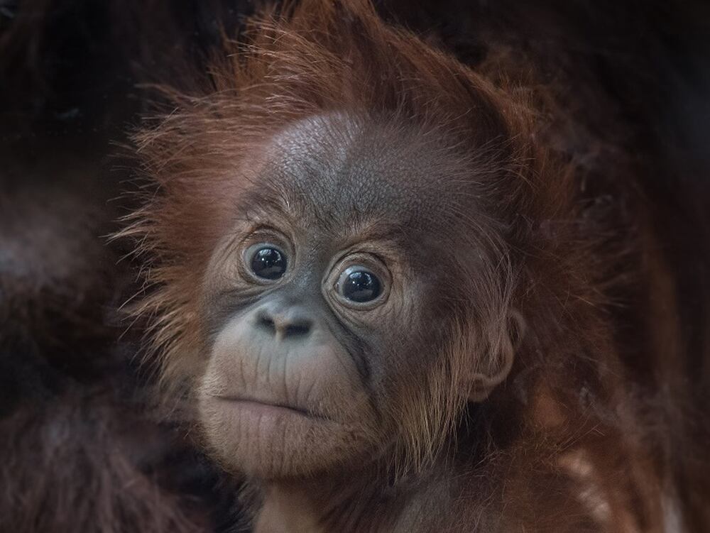 Chester Zoo names  baby  orangutan  Shropshire Star