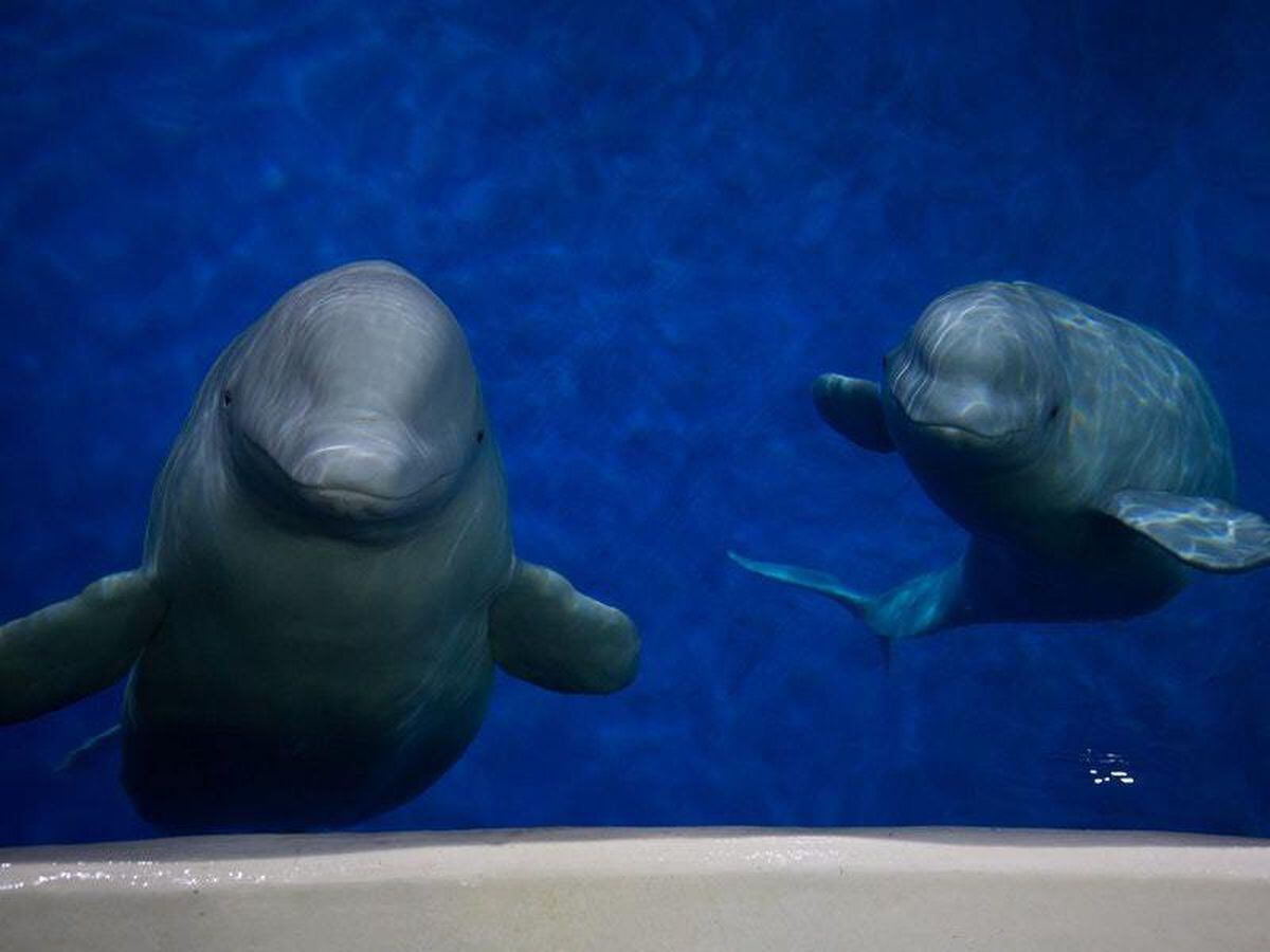 John Bishop To Narrate Film Of Beluga Whales Heading To Open Water Sanctuary Shropshire Star