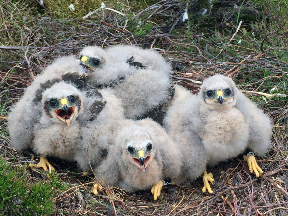 Hen harrier protection plan shows success for seventh year | Shropshire ...