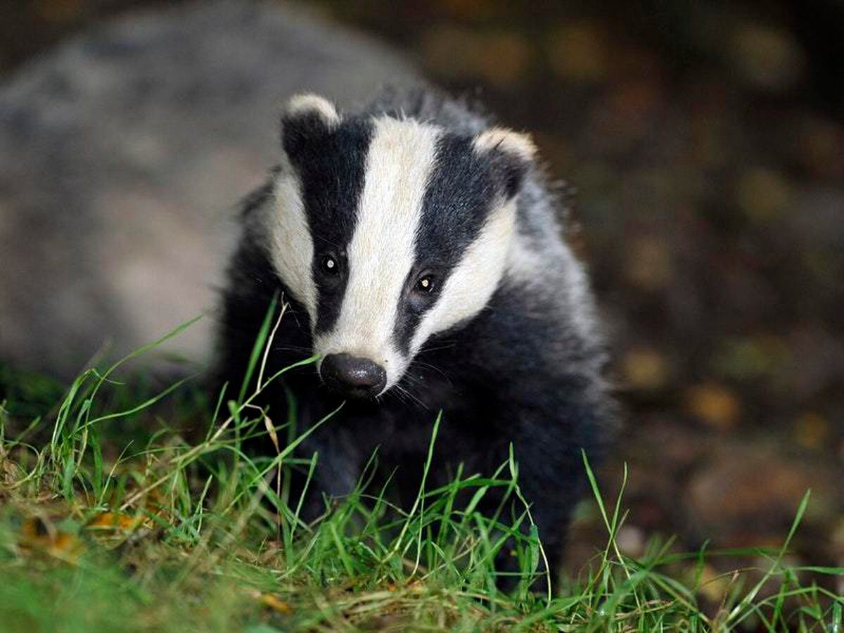 Phasing Out Of Badger Culls Promised As Cattle TB Vaccine Set To Be ...