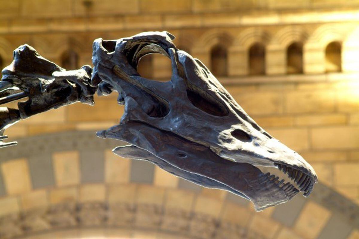 natural history dippy