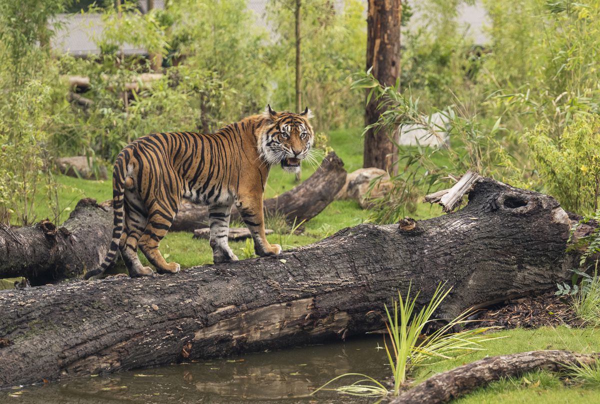 You Can Now Sleep Among Tigers As Lodge At West Midland Safari Park ...