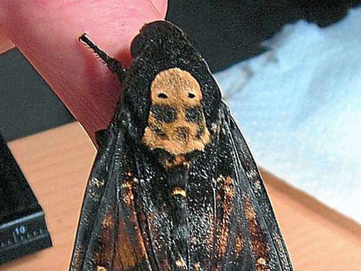 Death's Head Hawkmoth, Insects, Invertebrates, Animals