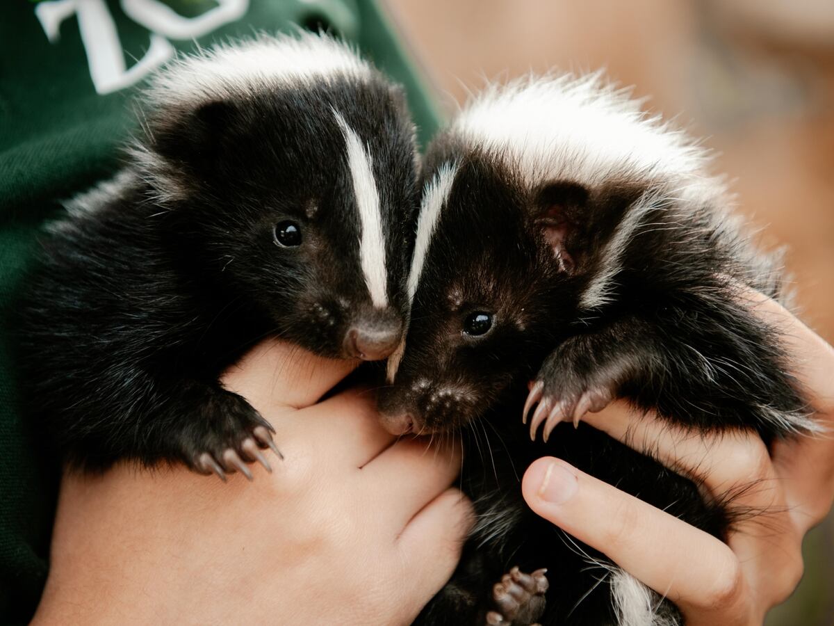 Baby skunks settling into life at Telford Exotic Zoo | Shropshire Star