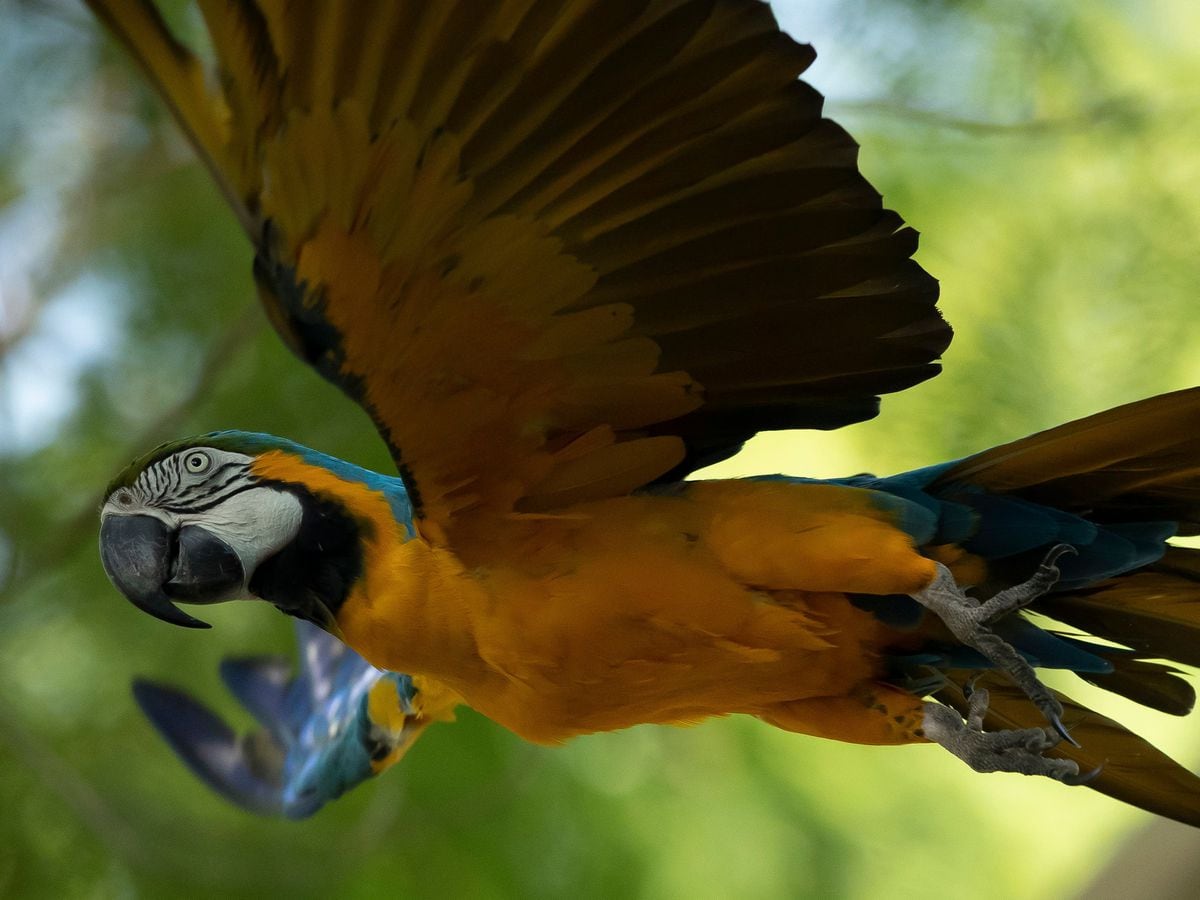 Last Wild Macaw In Rio Searches For Love At The Citys Zoo Shropshire