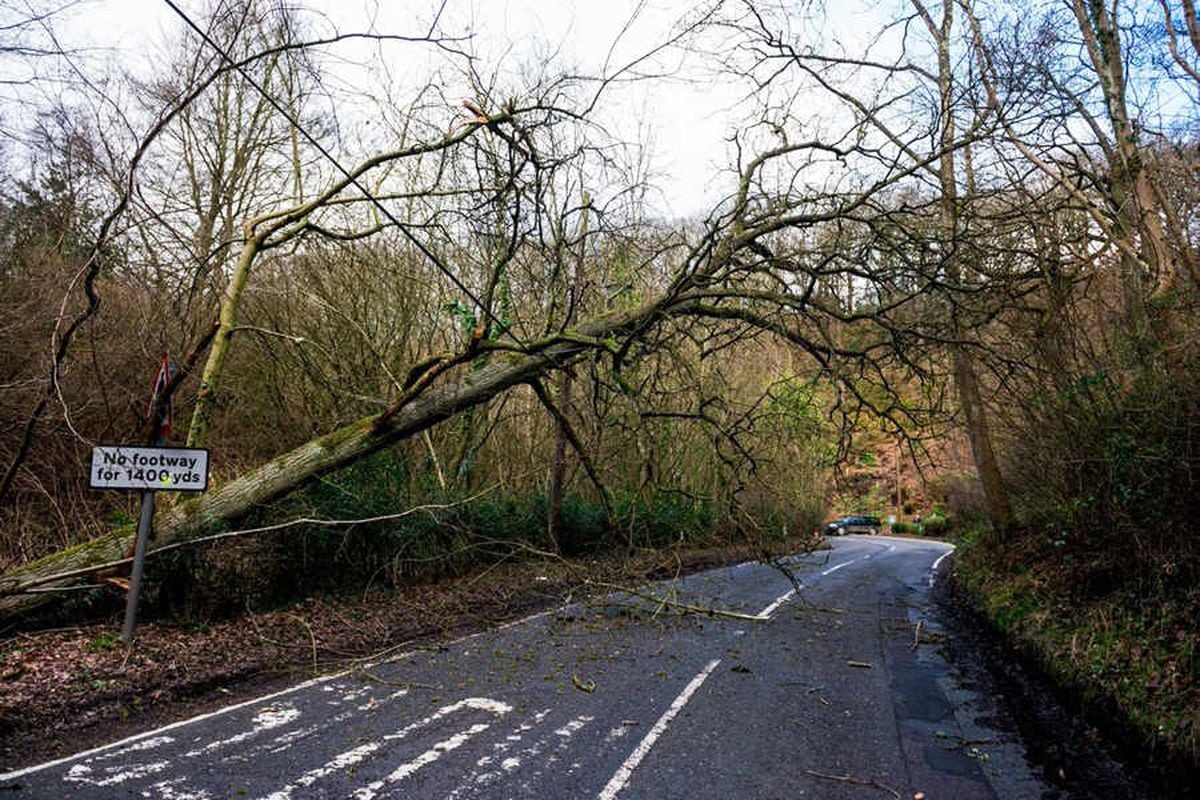 Fallen trees close Shropshire roads as high winds batter county