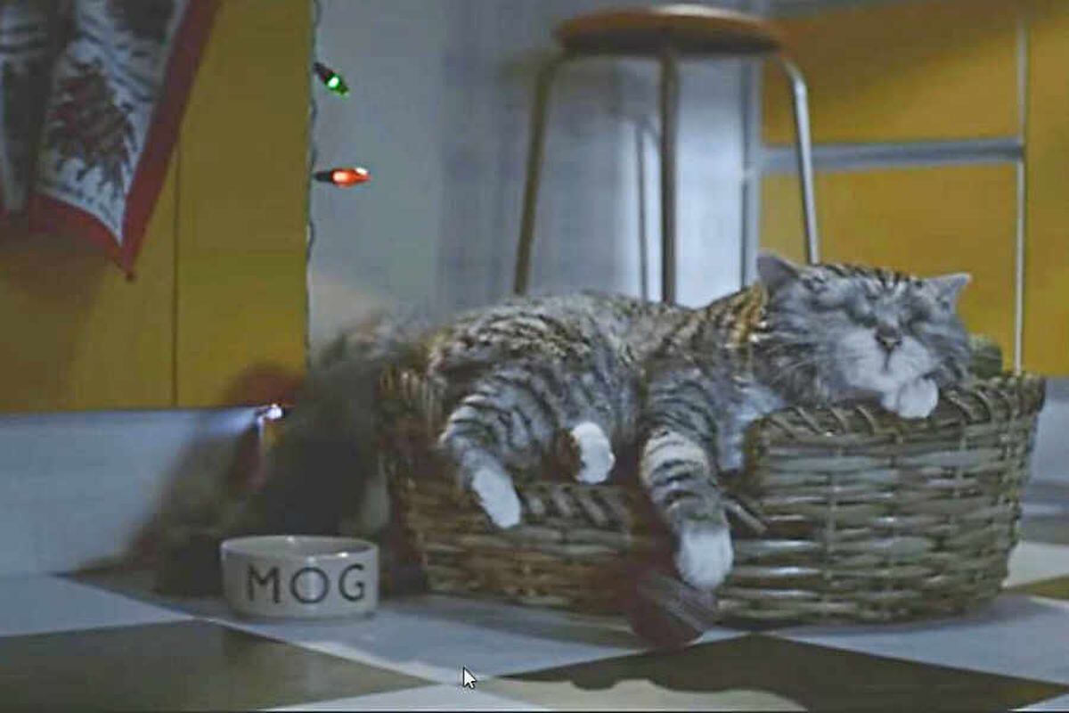 sainsbury mog cat commercial