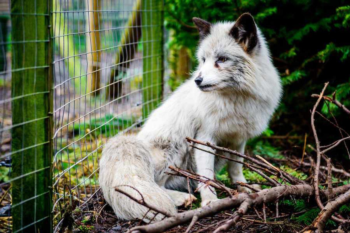 Escaped fox Thor back home at Hoo Farm in Telford - with video and ...