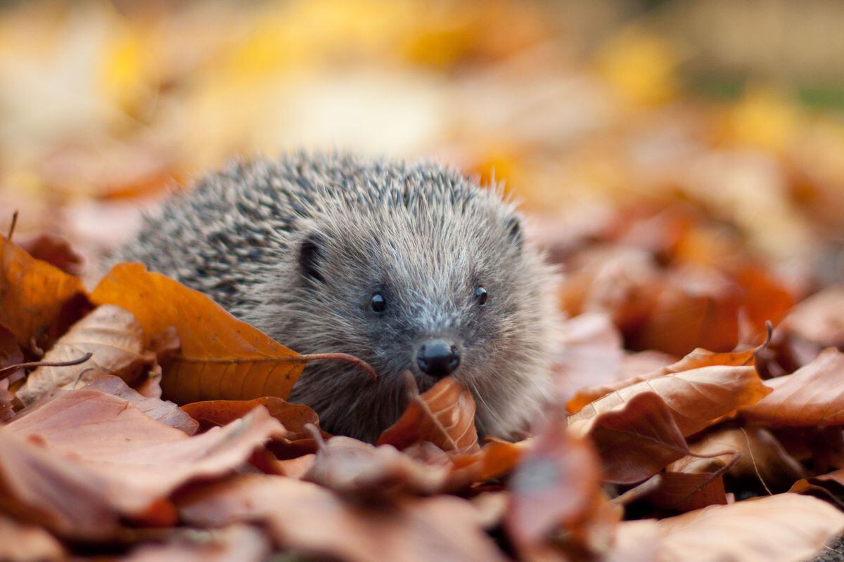 LETTER: Check your bonfire for hedgehogs | Shropshire Star