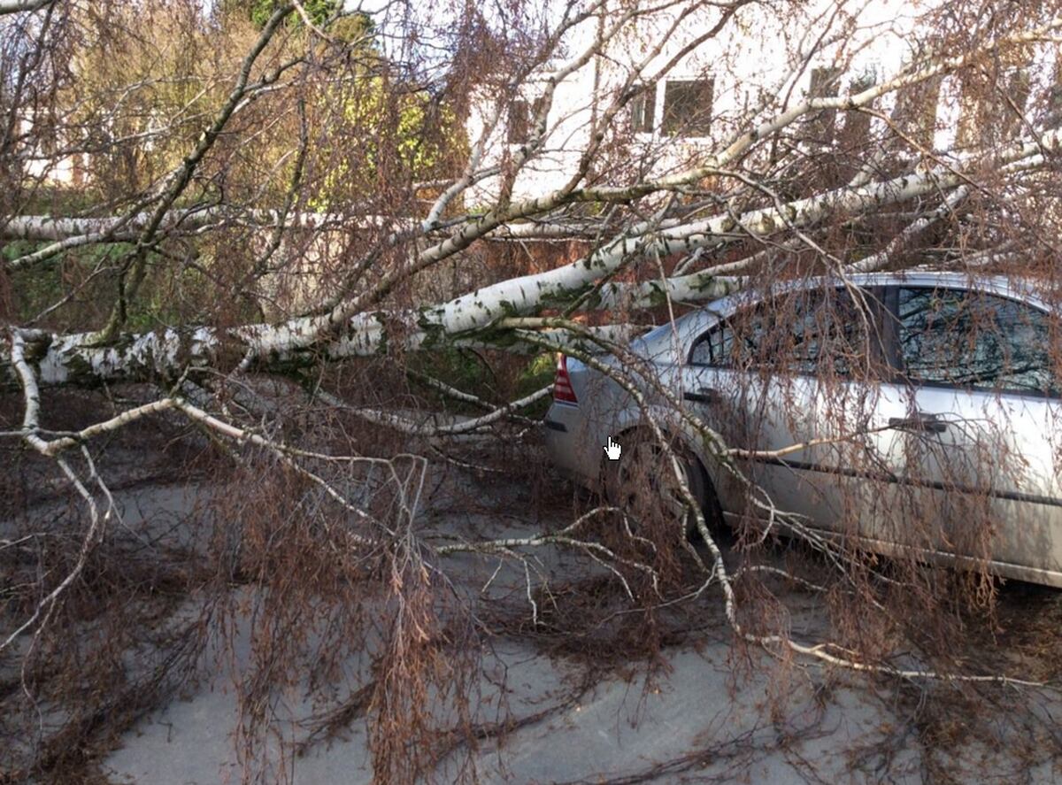 Pictures: Tree crashes onto Shrewsbury house and woman escapes as her ...