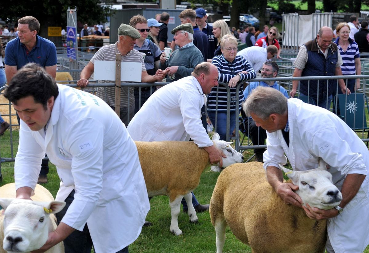 GALLERY: Organisers hail success as 14,000 visit Newport Show ...