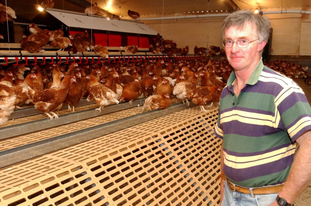 Eggs scandal: Don't panic, ours are safe, say Shropshire farmers ...