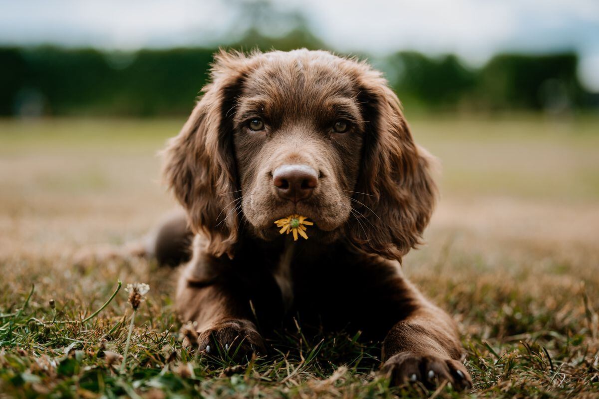 Arthur the puppy reports for duty to help former Shropshire soldier ...