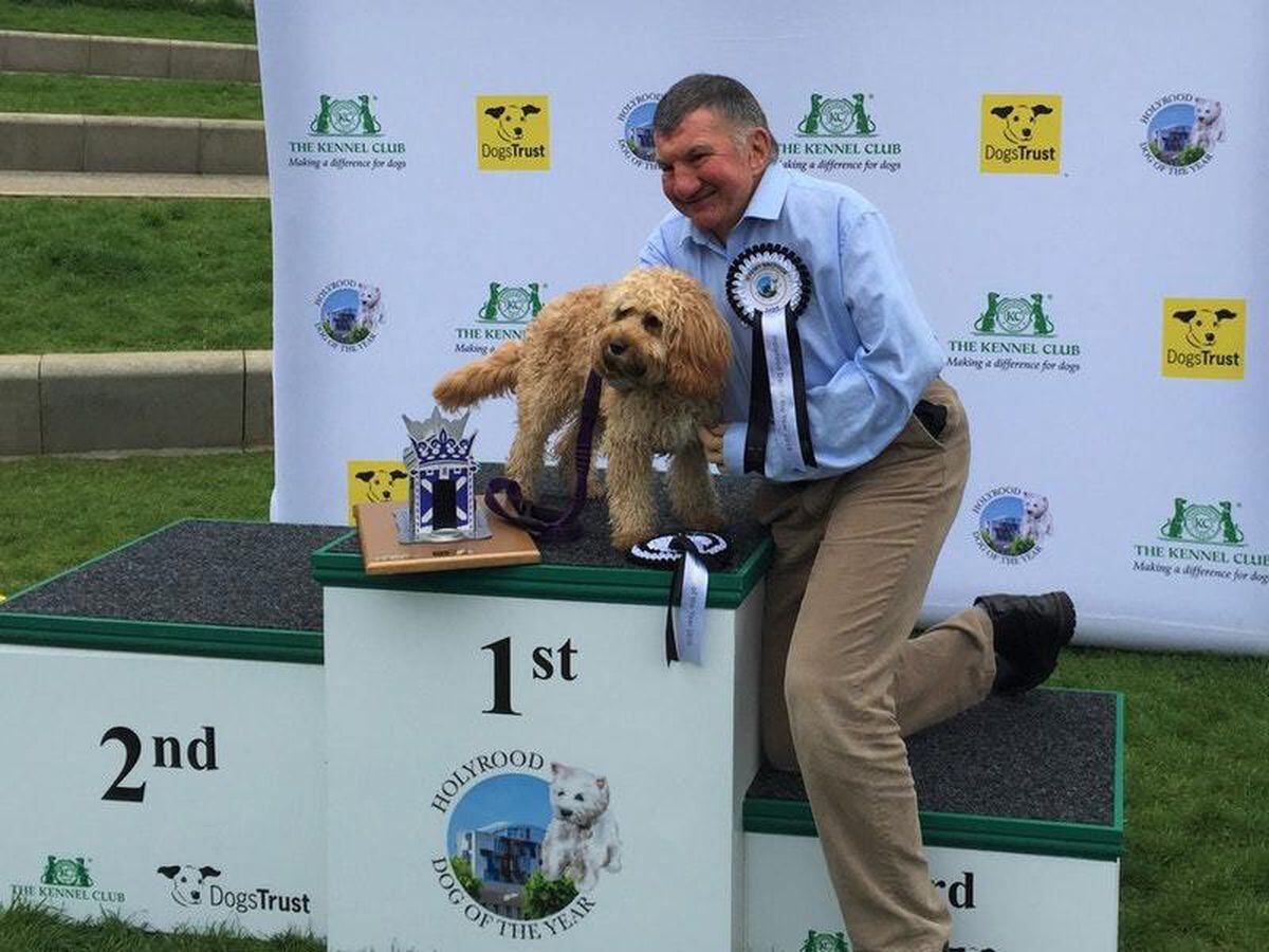 Cavapoo puppy named Holyrood dog of the year Shropshire Star