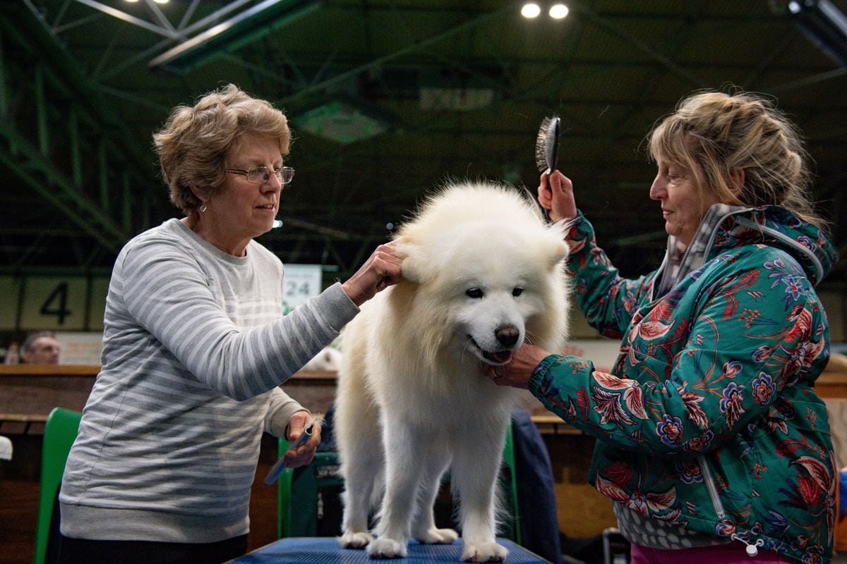 what day is hound day at crufts