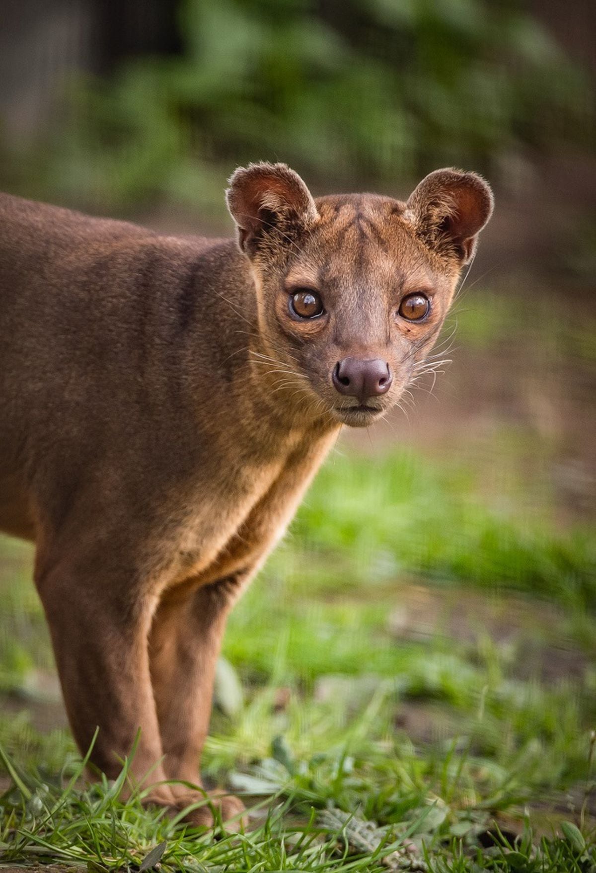 chester-zoo-is-home-to-a-record-35-thousand-animals-shropshire-star