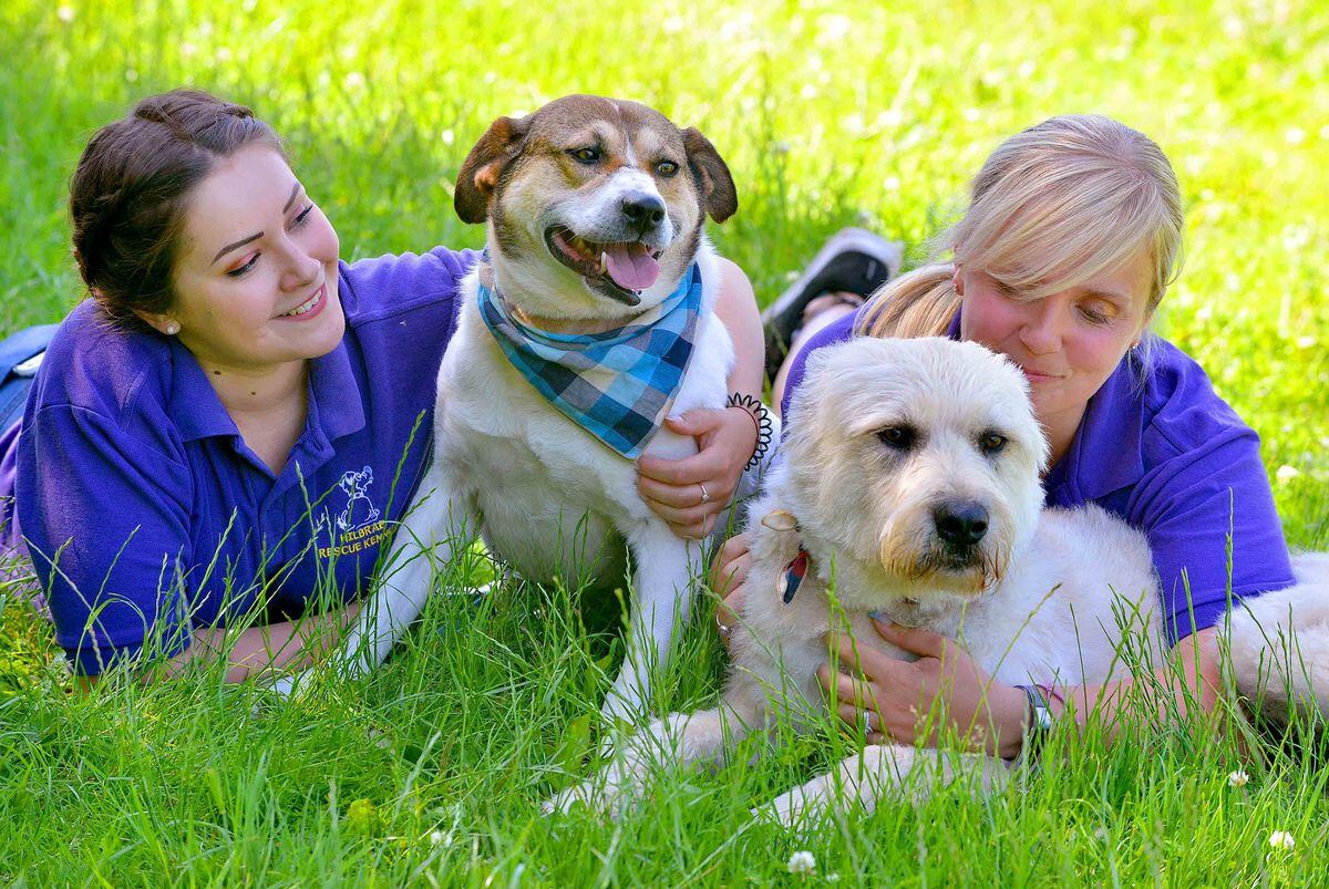 Tragic dogs need a loving home after 500 days in Telford kennels ...