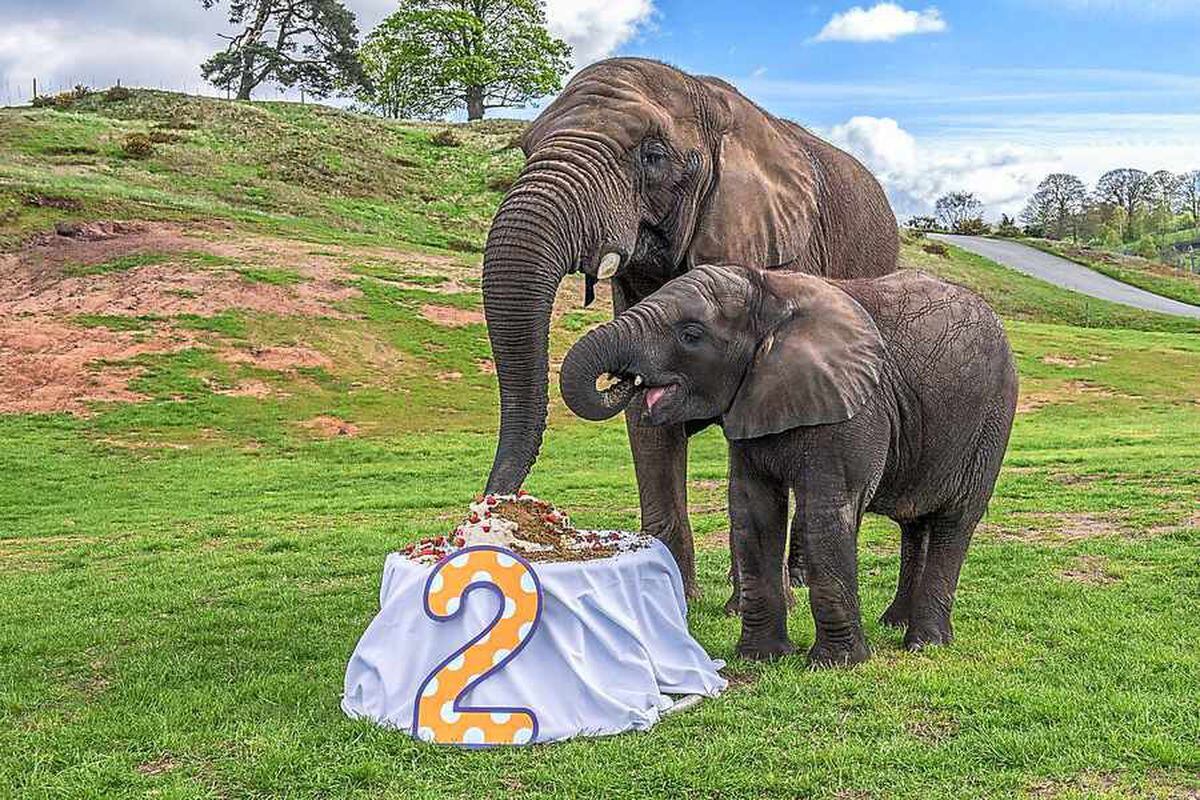 Elephant hits 'terrible twos' at West Midlands Safari Park | Shropshire