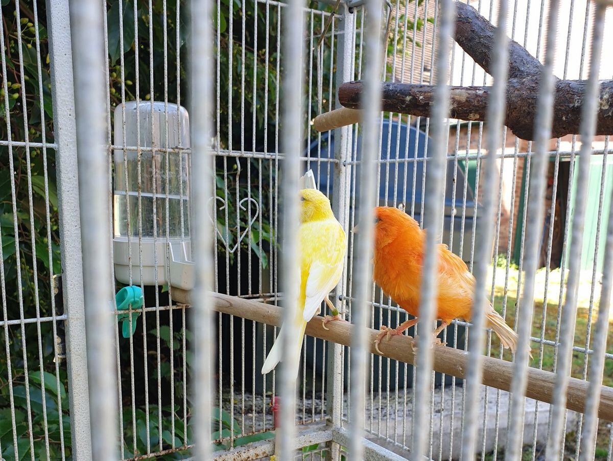 Firefighters rescue pet birds from blaze near Bridgnorth | Shropshire Star