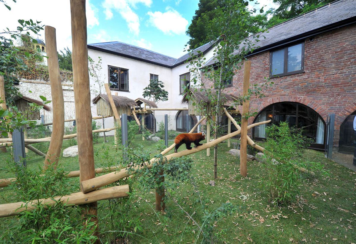 Safari Park Welcomes Its First Red Panda And Visitors Can Stay The Night To Watch It Shropshire Star