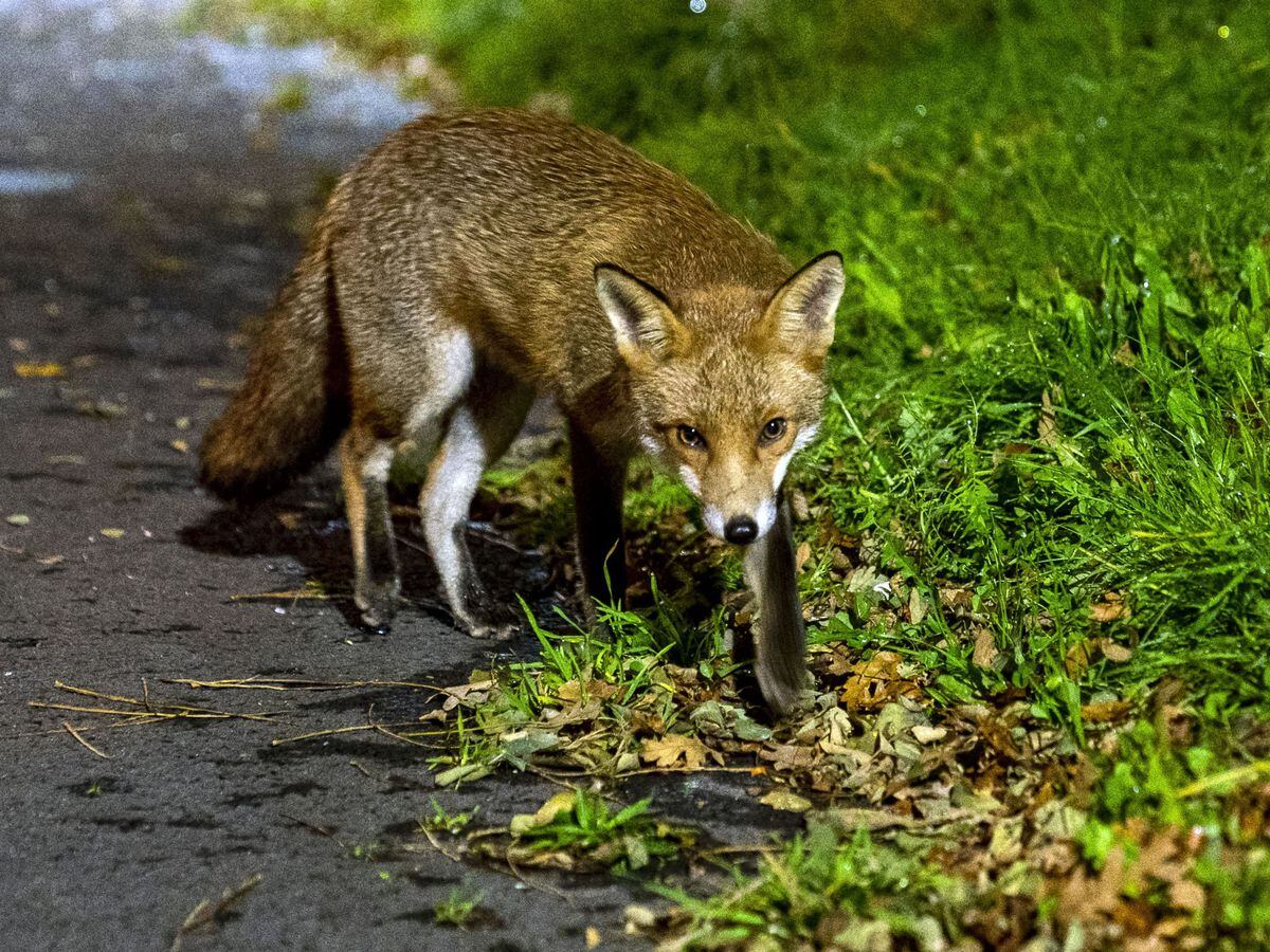 Urban foxes bolder but not smarter than rural ones, study suggests