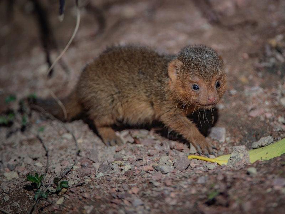 Tiny dwarf mongoose triplets born at Chester Zoo | Shropshire Star