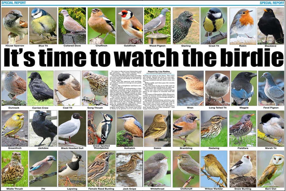 Great Garden Birdwatch guide It's time to watch the birdie
