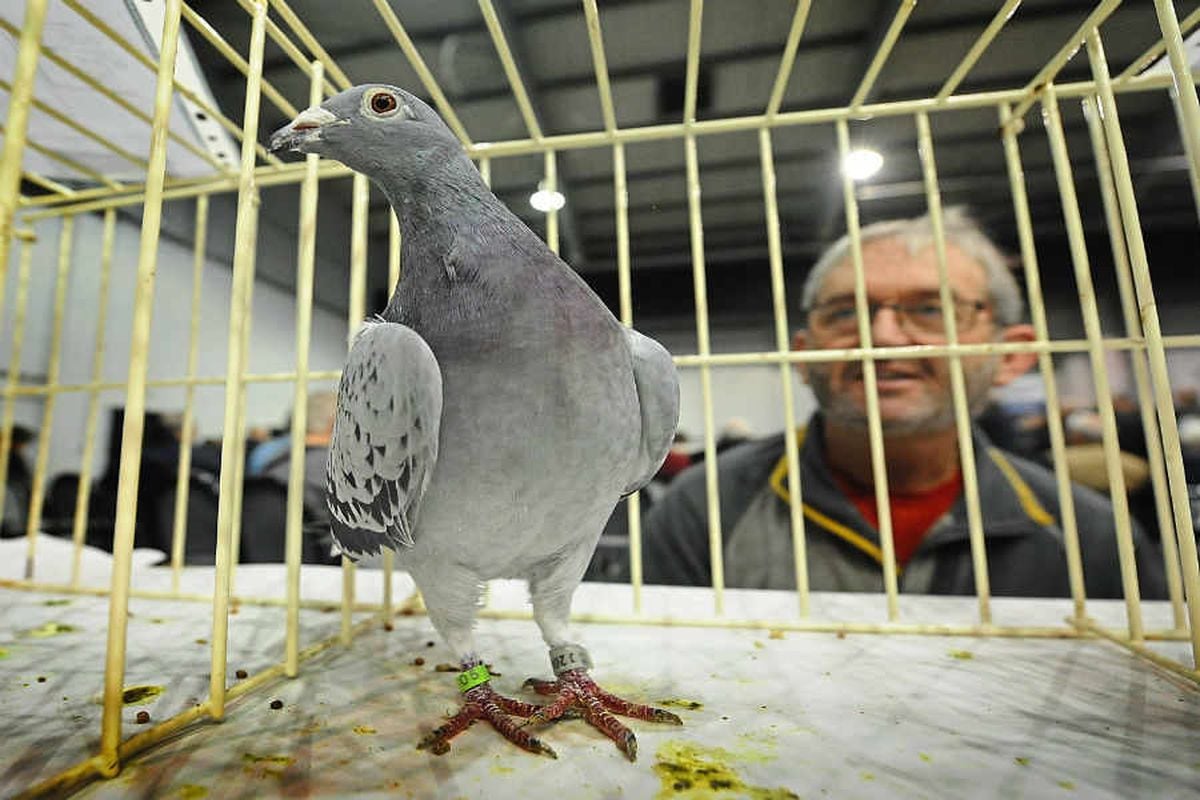 Pigeon fanciers flock to the Racing Pigeon Show at Telford's International  Centre | Shropshire Star