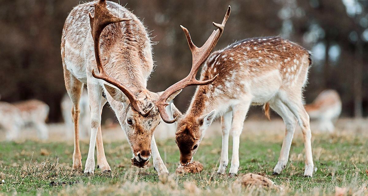 Visitors get up close to deer at Attingham Park | Shropshire Star