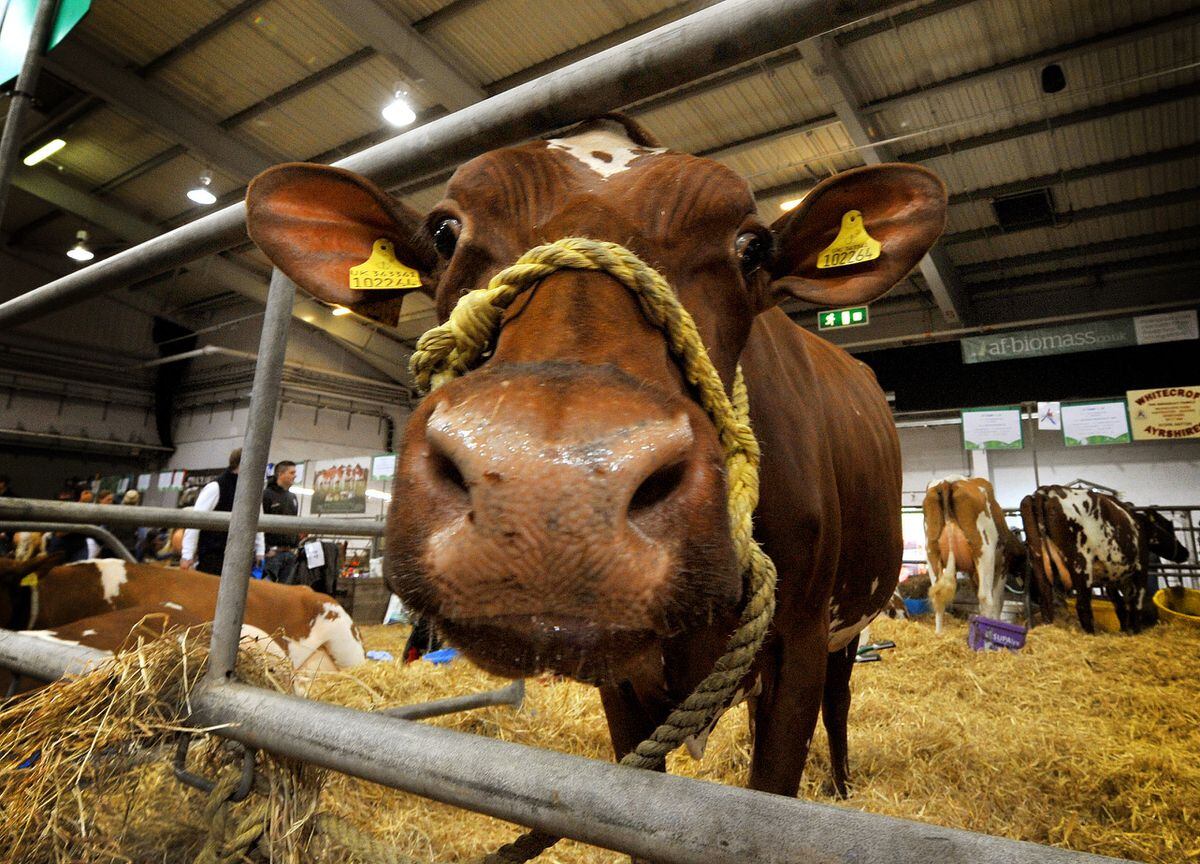 ‘positive Mood As Telford Dairy Event Draws Thousands With Pictures Shropshire Star