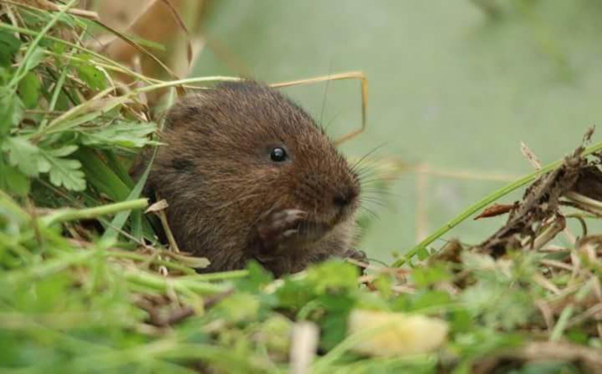 Most endangered mammal in Britain making a re-appearance in canal