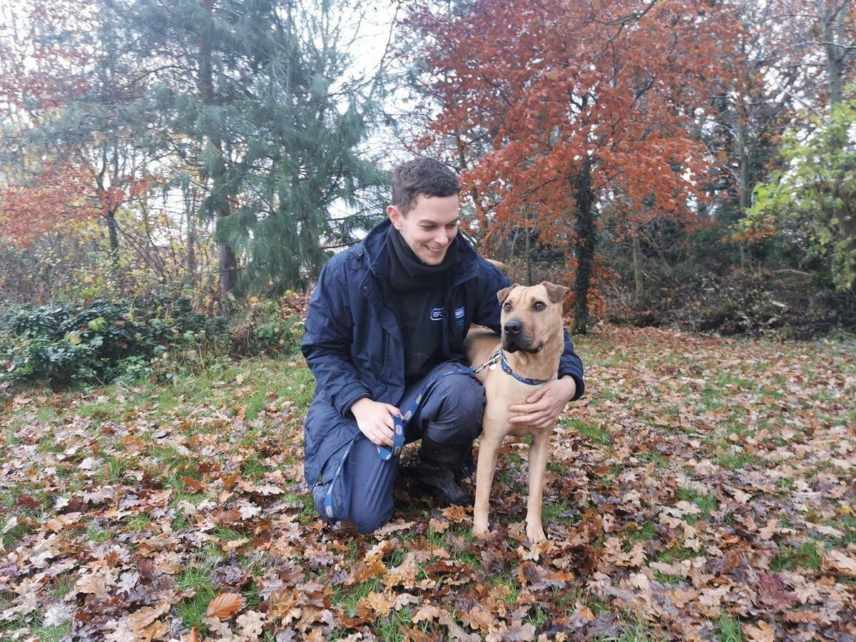 Dogs at Shrewsbury kennels looking for forever homes for Christmas