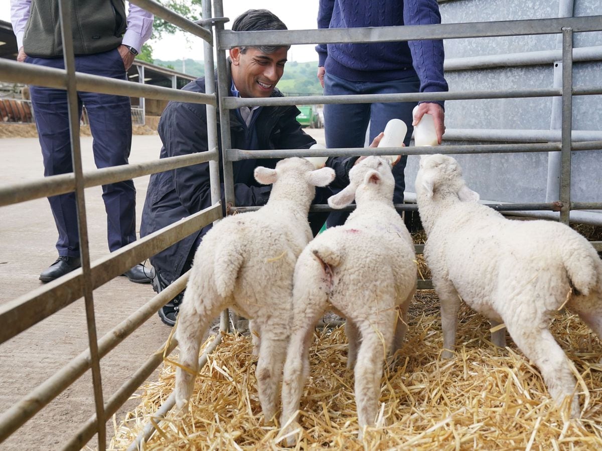 In Pictures: Parties show sweeter side as Sunak feeds lambs and Davey ...