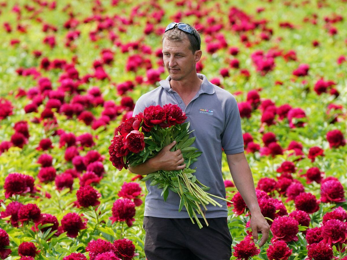 Demand For Peonies Surged By Almost 100 In Last Three Years Says Supermarket Shropshire Star