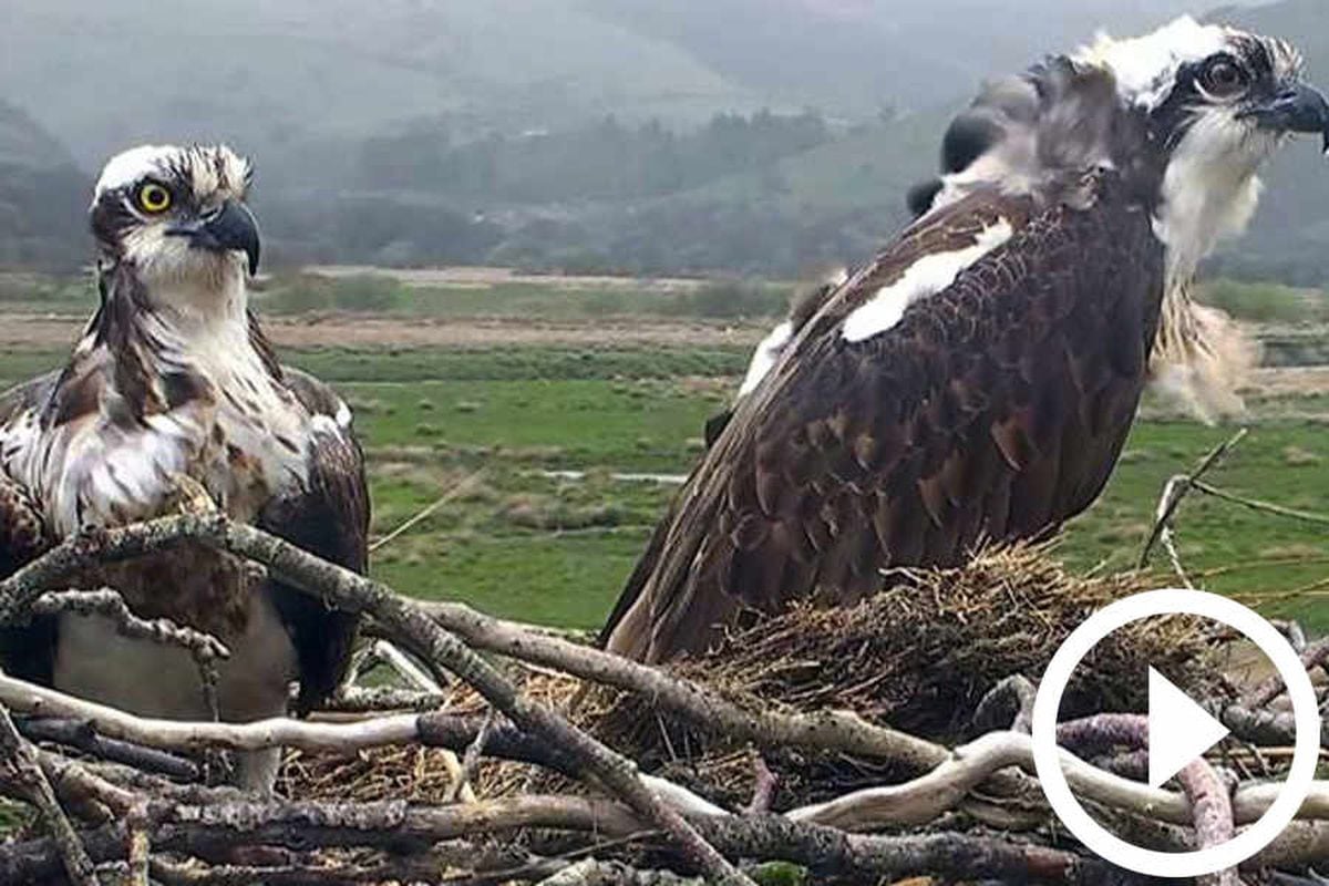 why do ospreys migrate