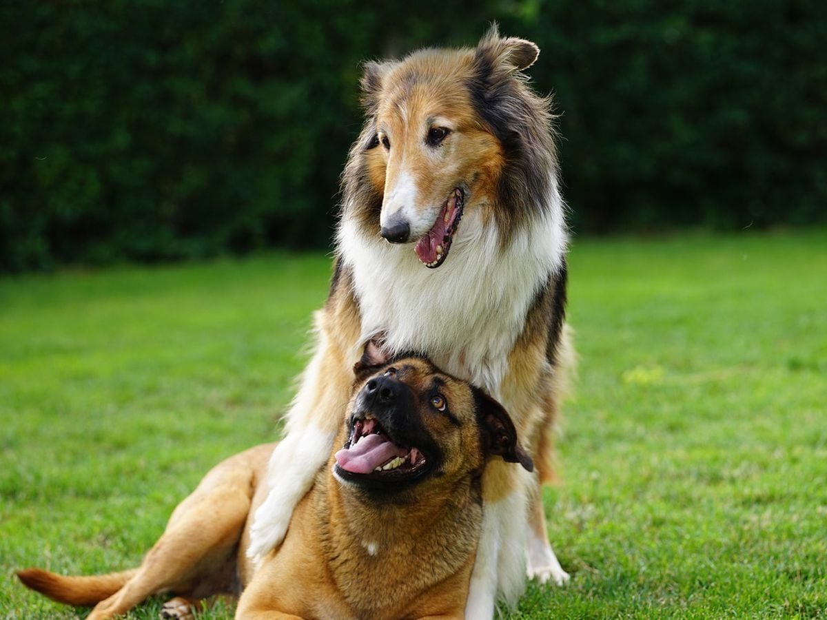 Plans have been withdrawn for a dog day care centre in Apley, Telford. Picture: Pixabay