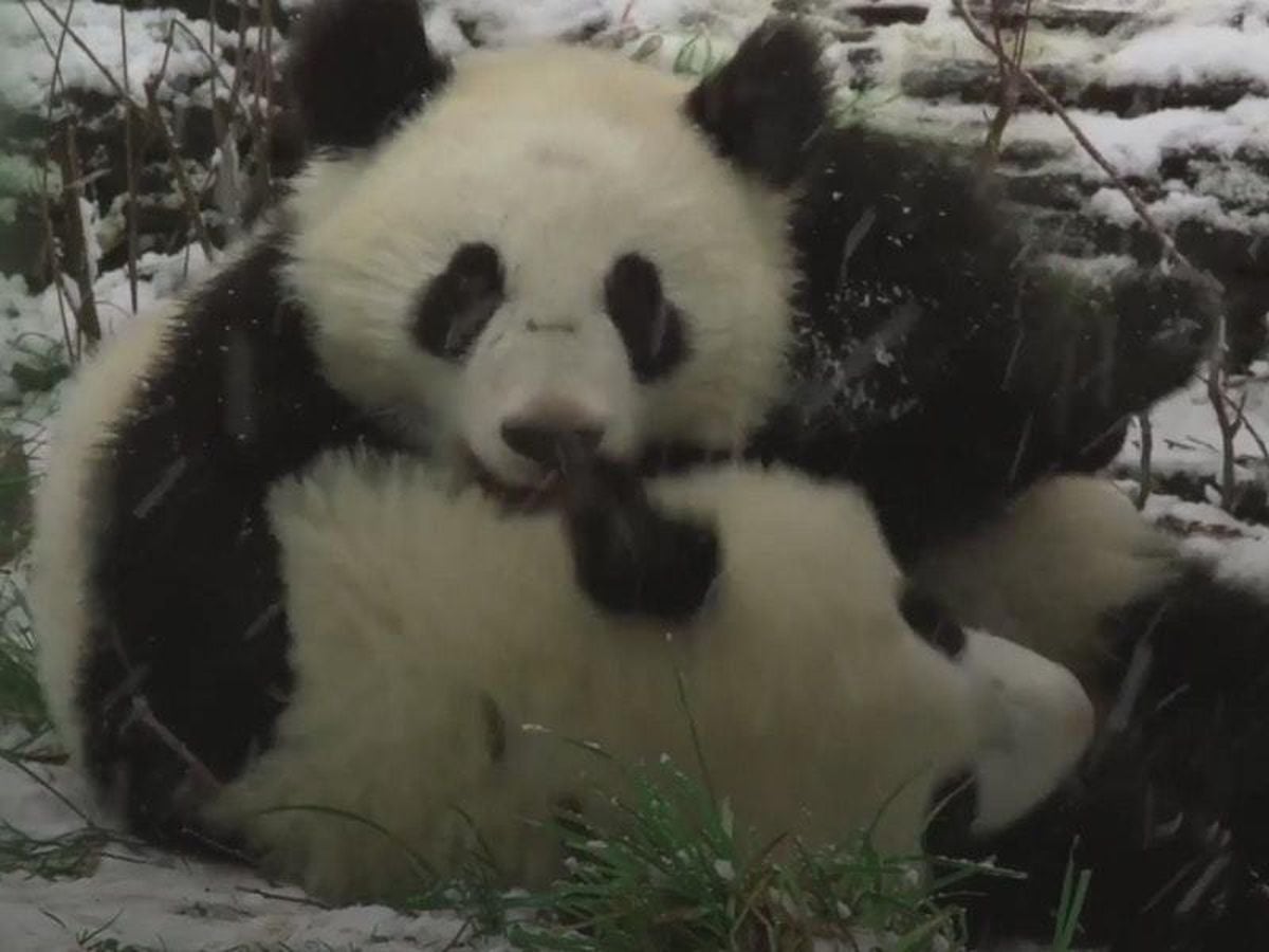 These Panda Twins Playing In The Snow Are 100% Winter Relationship ...