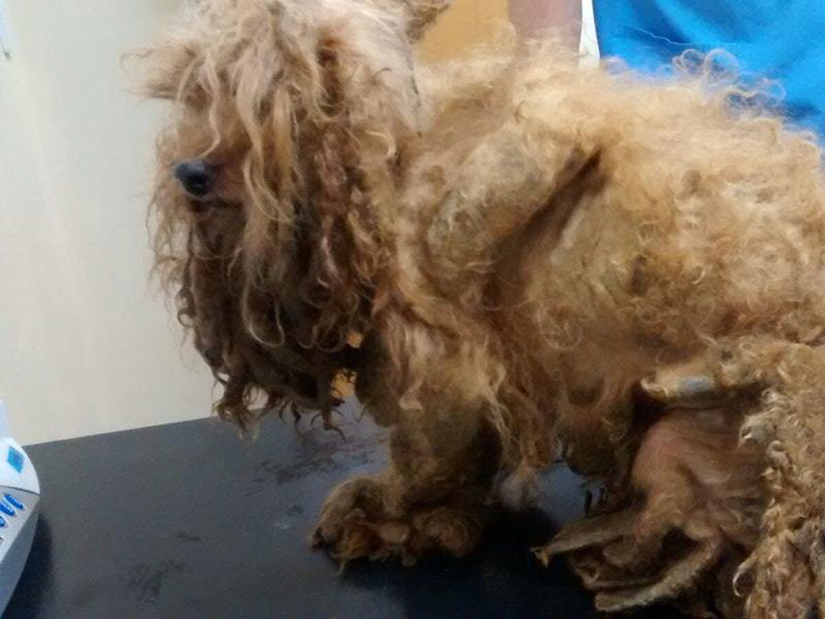 how do you get matted hair off a dog