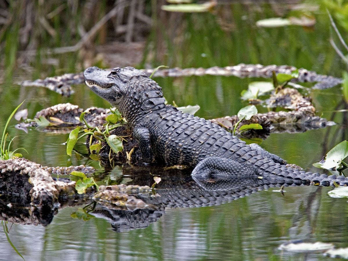 Alligator found hiding in shrubbery in rural Idaho neighbourhood ...