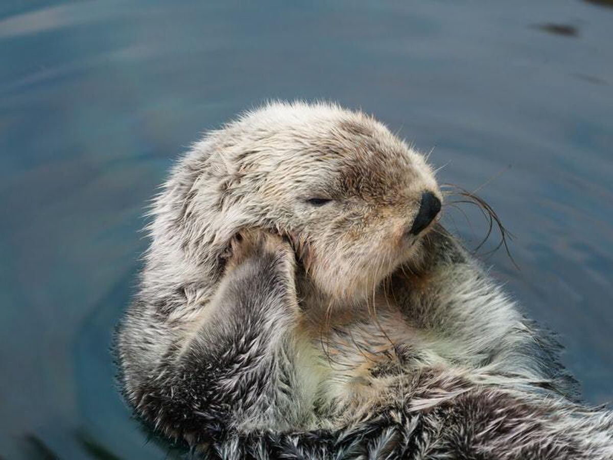 herend sea otter