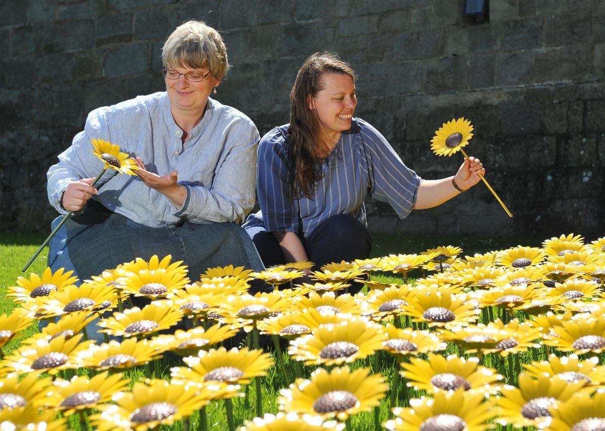 Meadow Of Sunflowers Shine For Hospice Shropshire Star