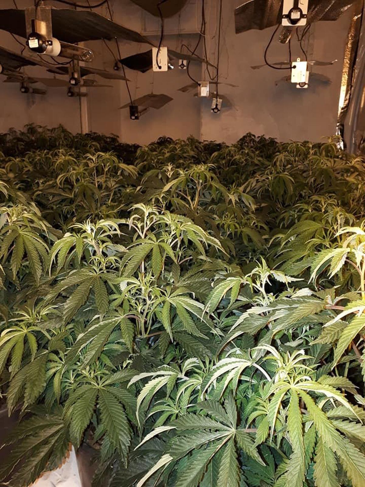 Cannabis plants seized as police raid Telford drugs farms | Shropshire Star