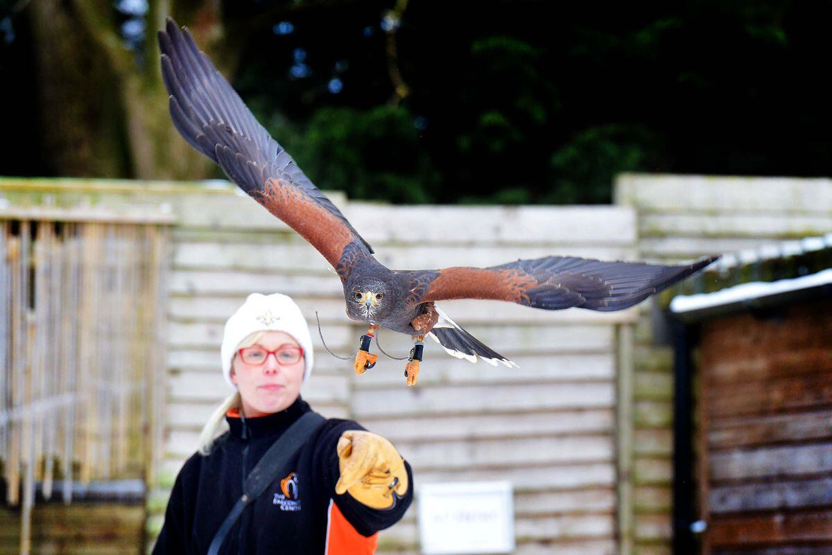 A day out at The Falconry Centre at Webbs of Hagley | Shropshire Star