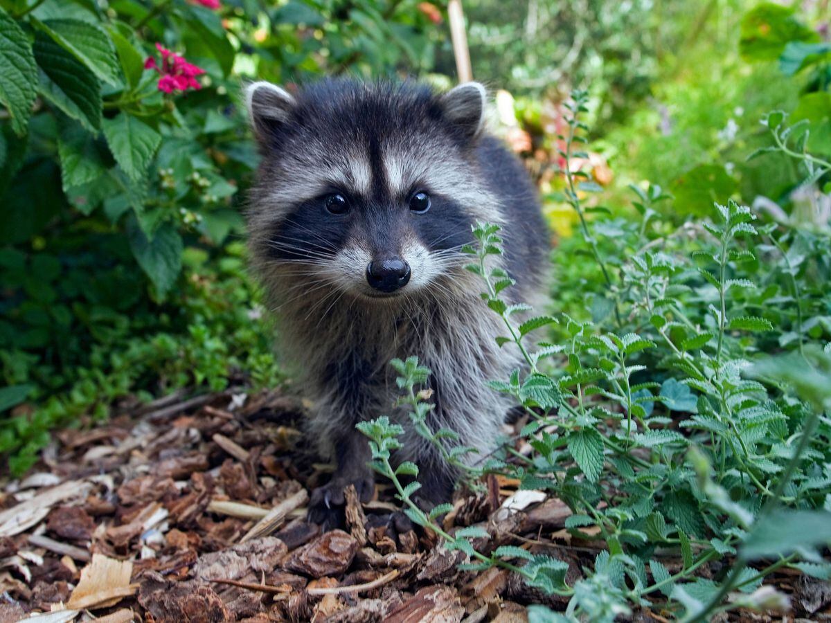 Demolition crew saves abandoned litter of baby raccoons in Utah