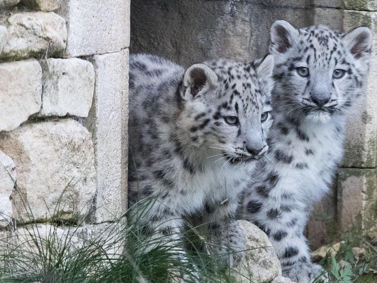 Watch These Adorable Snow Leopard Cubs Play In Their New Surroundings