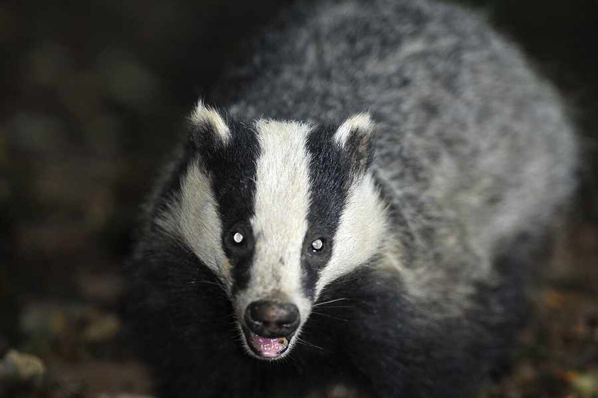 plea-over-shropshire-badger-baiting-reports-shropshire-star