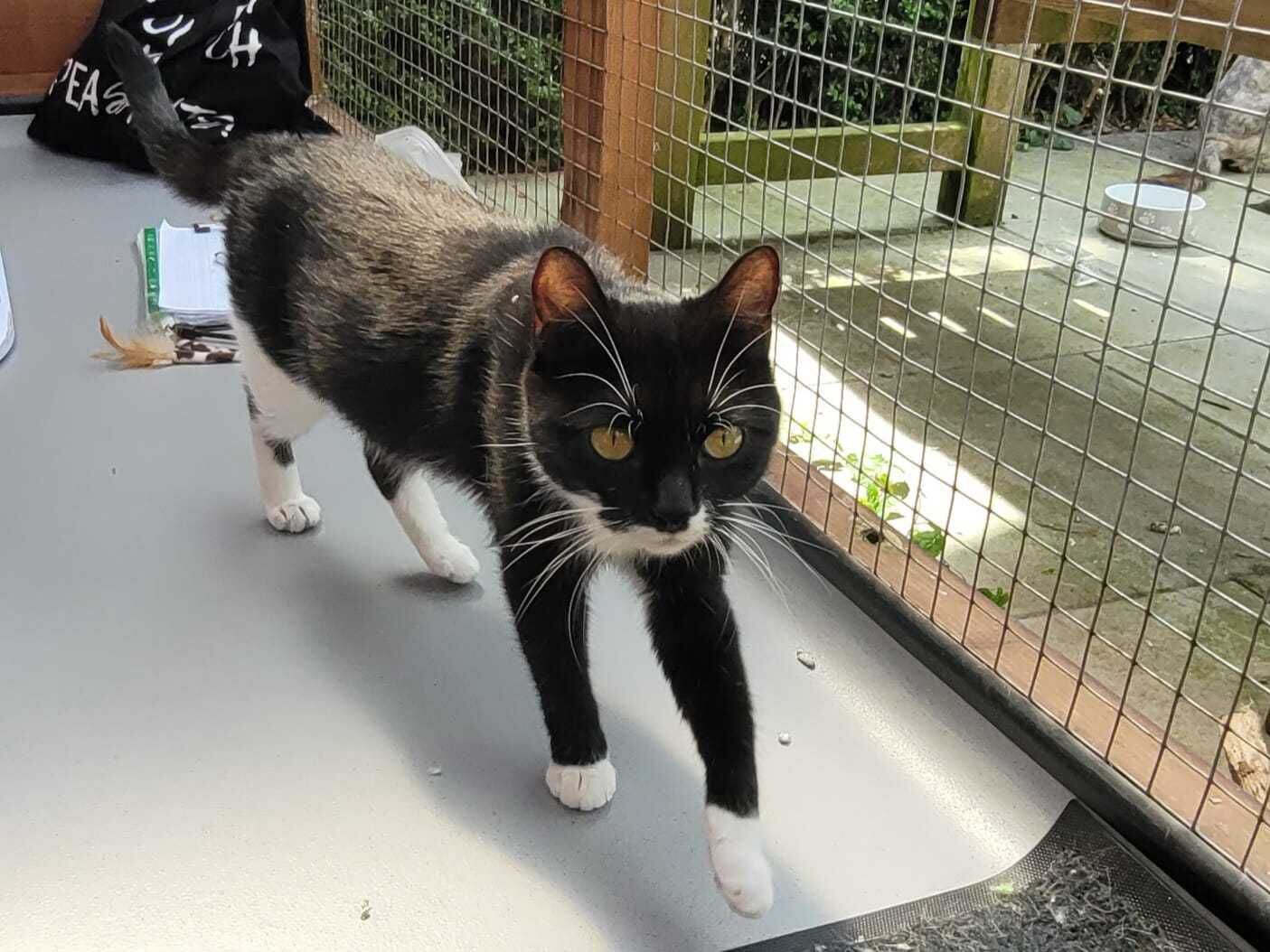 Meet Mavis – The 18-month-old feline at Shropshire Cat Rescue searching for her purrfect home