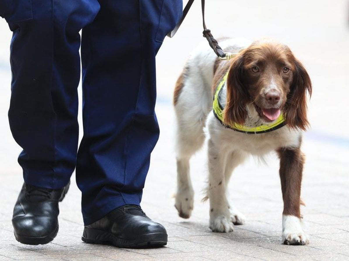 Dogs Being Trained To Sniff Out Coronavirus At Airports | Shropshire Star